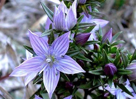 Our Anti-Ageing Botanical Wonder