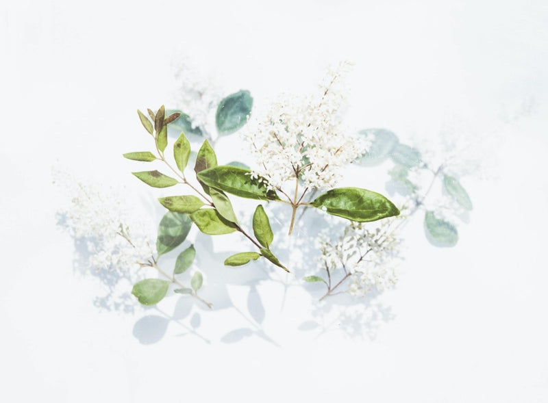 Our Five Favourite Wildcrafted Ingredients