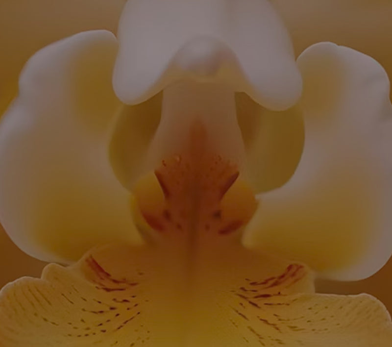 Contact Us | Edible Beauty